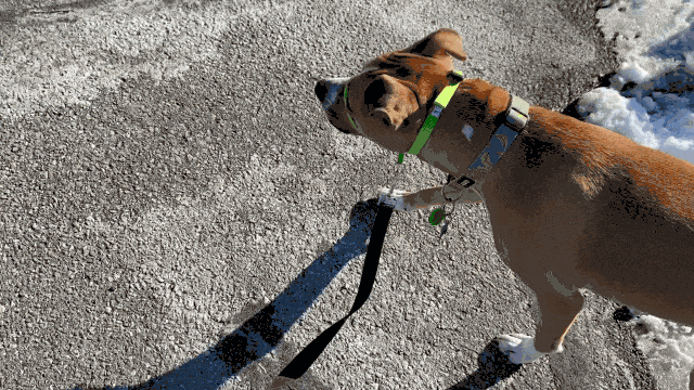 HeadHalter
