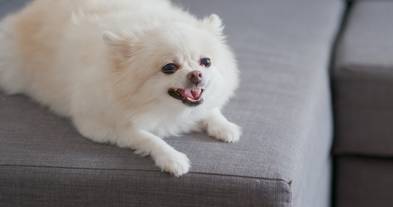 Types of Dog Aggression: Understanding Aggressive Dogs 1 aggressive dog