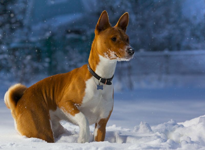Basenji_Basics Basenji great mixes
