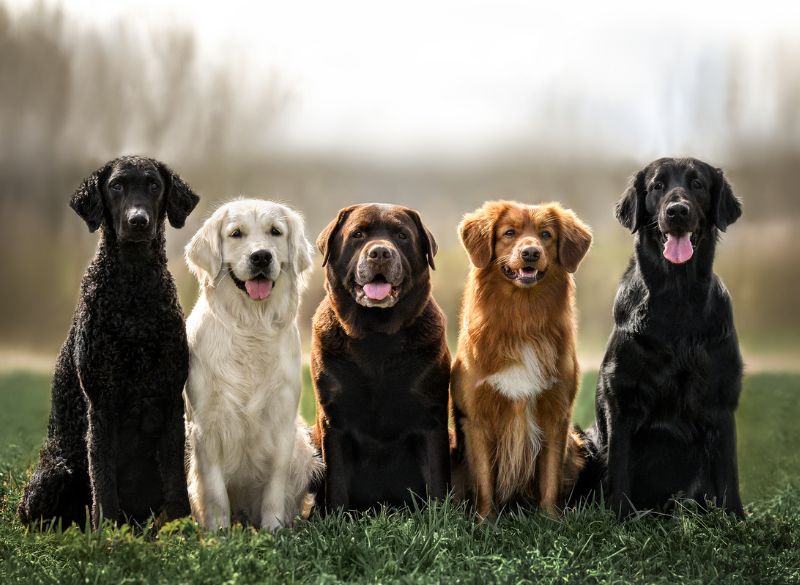 The 11 Best Behaved Dog Breeds: Polite Puppers! 1 Best Behaved Dog Breeds