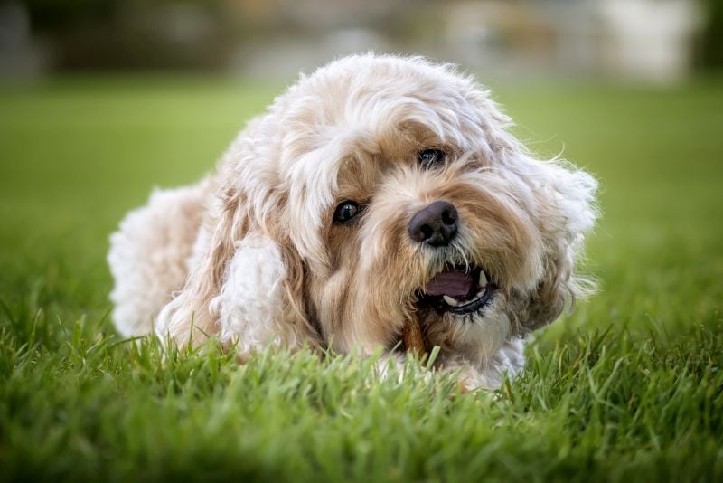 Cavalier King Charles Spaniel Mixes! 1 the best cavalier mixes