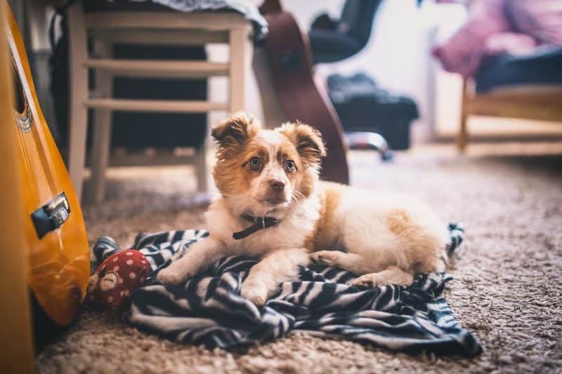 best-dog-blankets