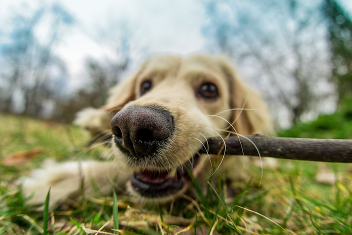 best dog chew spray