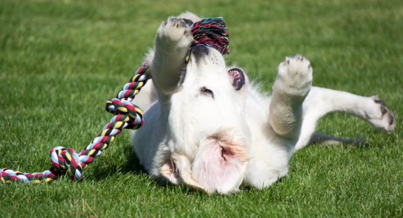 best rope toy for dogs