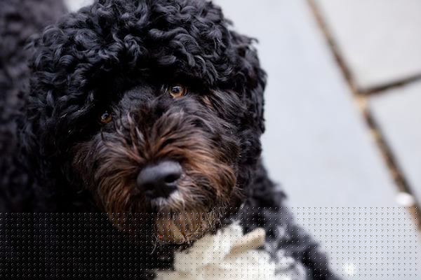 best dogs for allergies