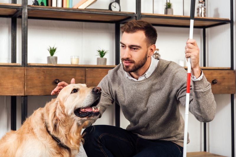 Which Breeds Make the Best Service Dogs? 1 best service dog breeds