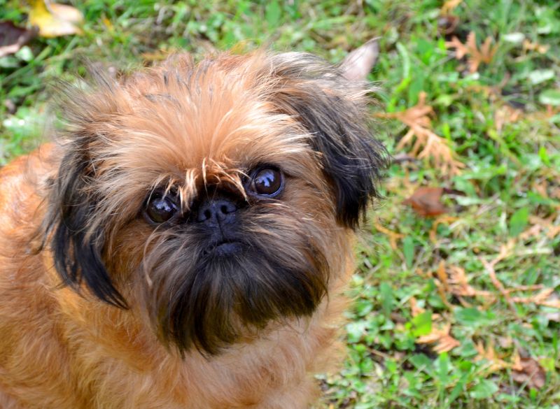 Brussels_griffon Brussels griffon mixes