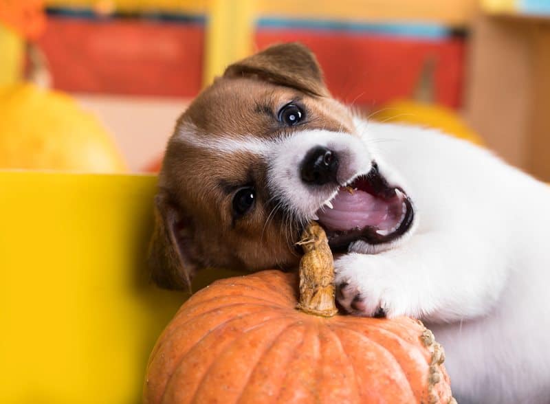 Can Dogs Eat Pumpkin