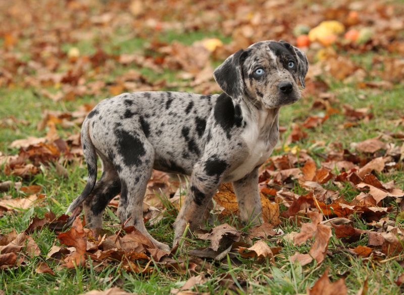 Catahoula Leopard combo pups