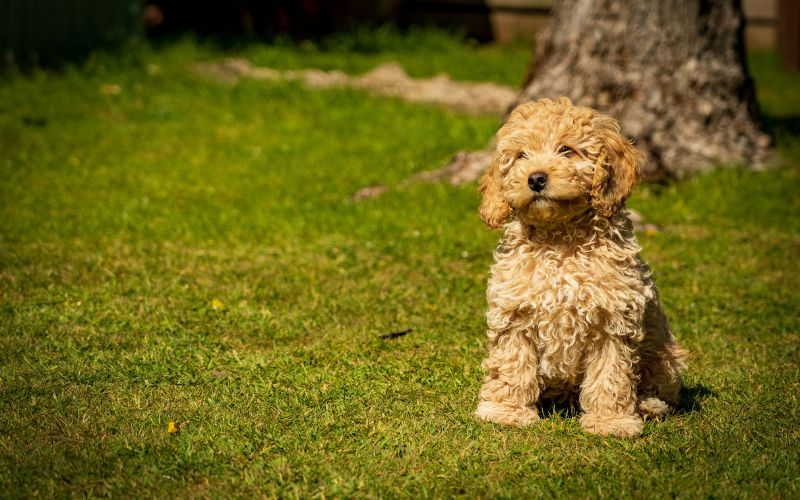 Best Dog Food for Cockapoos: Delish Dishes for Your Curly-Haired Companion 1 Choosing Food for Your Cockapoo: Molding a Meal Plan With Care