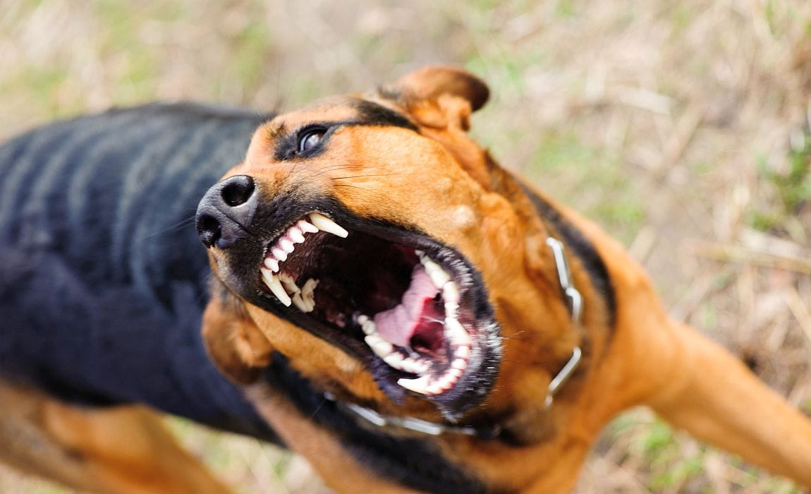 dog bit child