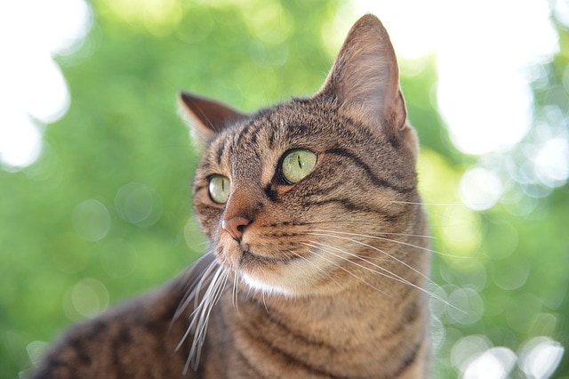 Catnip For Dogs: Does It Exist? 1 dog catnip