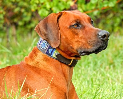 Collar vs Harness