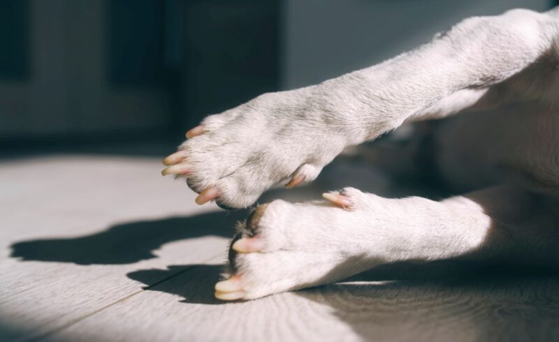 Breeds with Rear Dewclaws: 36 Extra-Toed Puppers 1 dog dewclaws