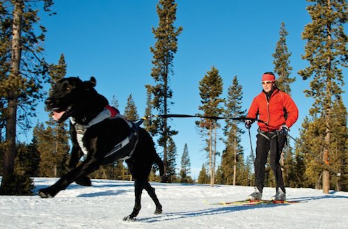 dog joring