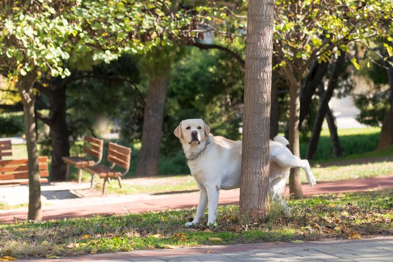 How to Stop a Dog from Marking in the House 1 difference between marking and peeing