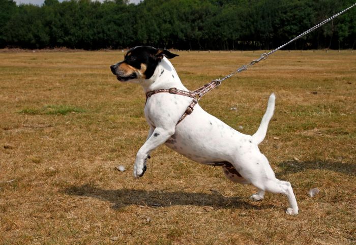 dog pulling during walks