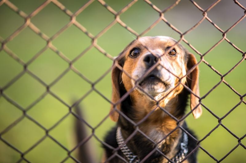 dog behind fence