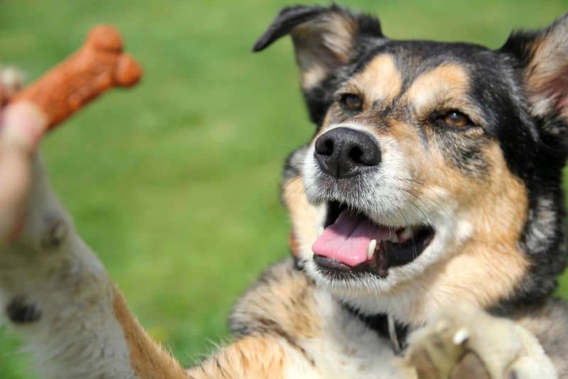 Senior Dog Treat Recipes: 9 Great DIY Snacks for Elderly Canines 1 DIY dog treats for seniors