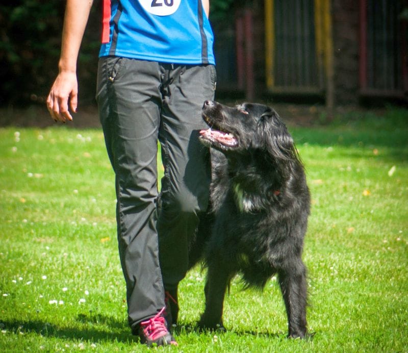 Doggie Boot Camp