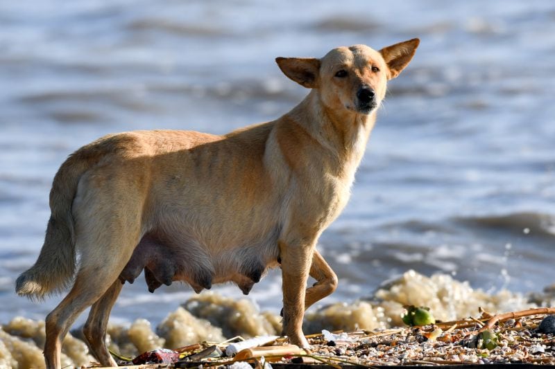How to Get a Feral Dog to Trust You 1 defining feral dog