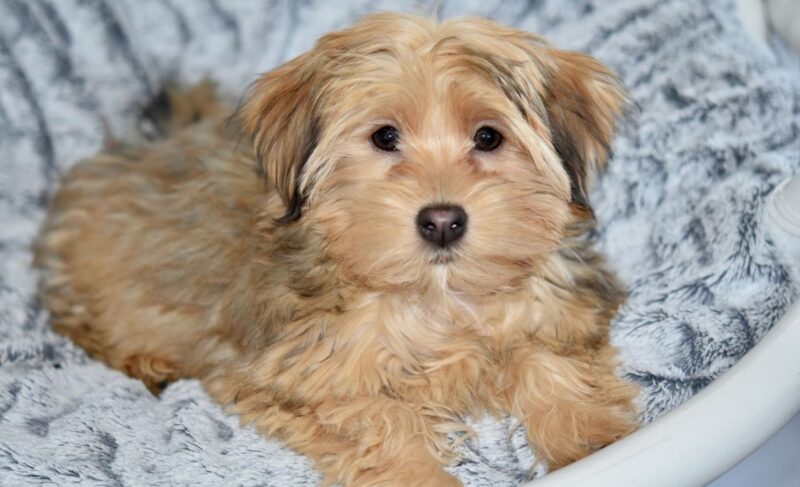 Havanese Mixes