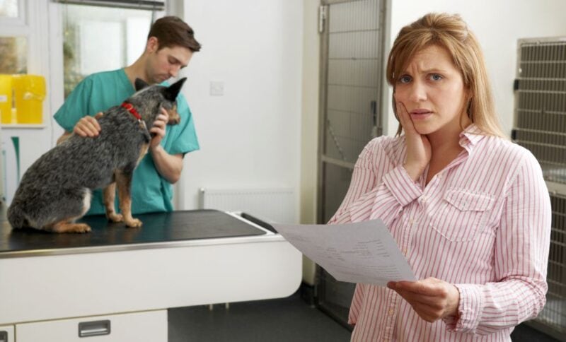 find help for vet bills