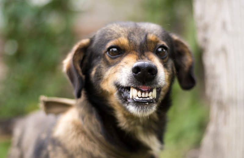 how to survive a dog attack