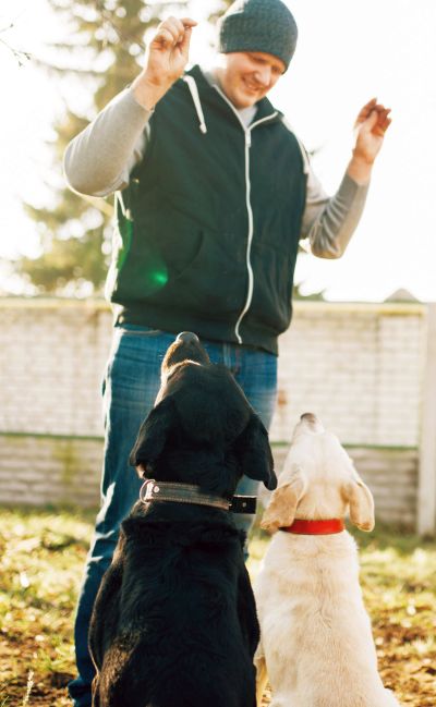 dog training