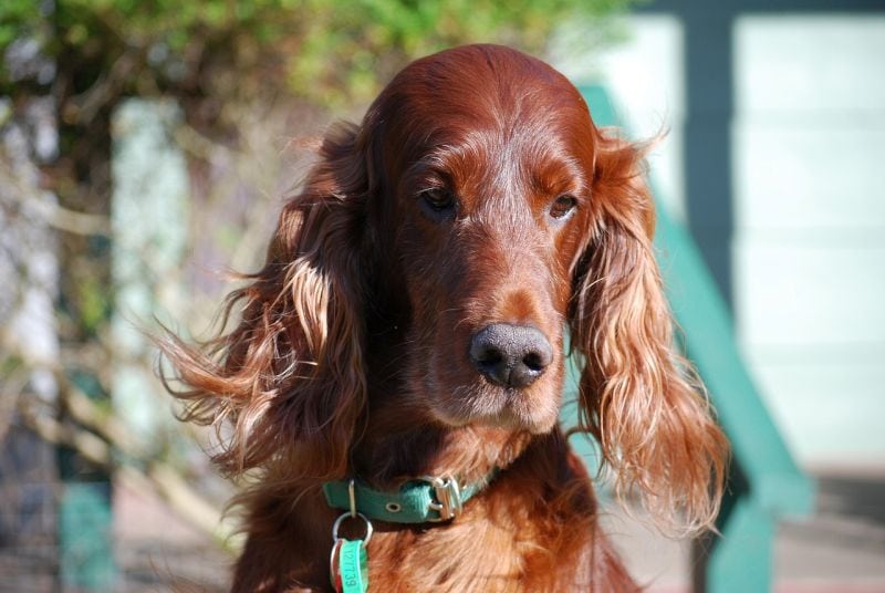 Irish Setter Mixes: 19 Incredible Irish Mutt Mashups 1 Irish setter breed basics