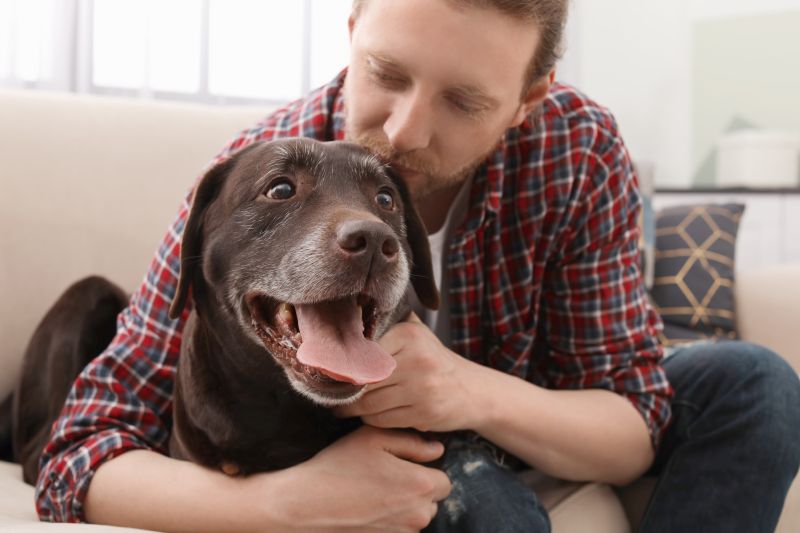 11 Breeds That Are Similar to Labs: Labrador Lookalikes 1 traits of service dogs