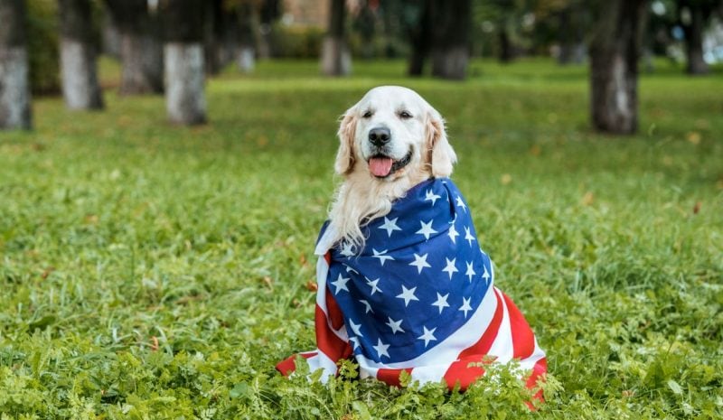 Made in the USA dog food