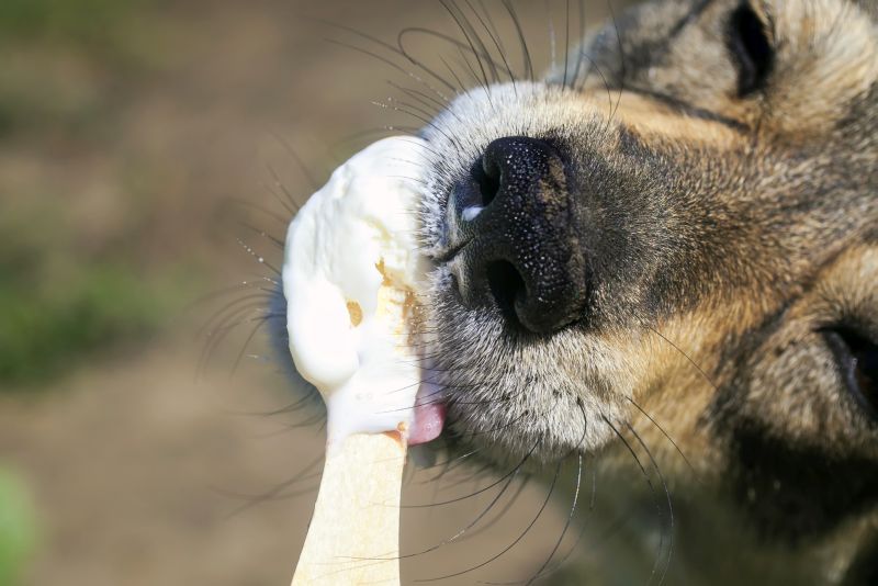 Dog Popsicles: 13 DIY Recipes You Can Make for Your Pooch! 1 DIY dog popsicles
