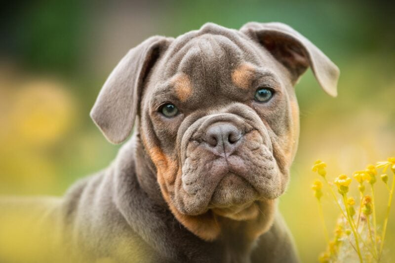350+ Dog Names That Mean “Friend” 1 bulldog puppy in flowers