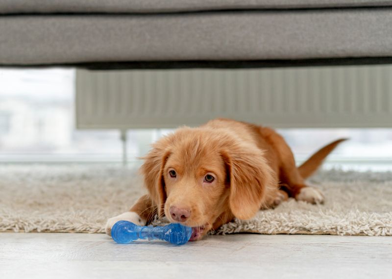 teething can cause biting