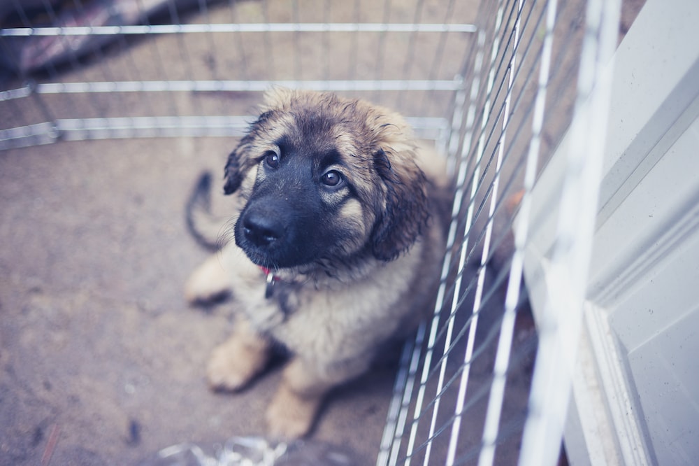 puppy time outs