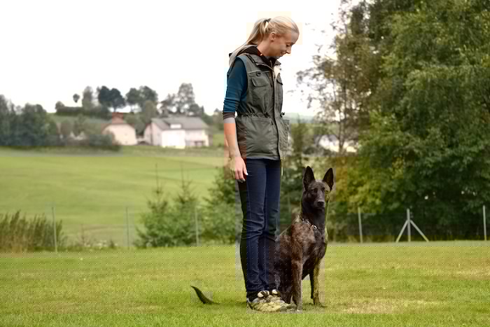 questions to ask a dog trainer