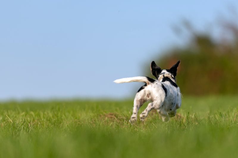 15 Tips for Catching a Runaway Dog 1 different situations for catching runaway dog