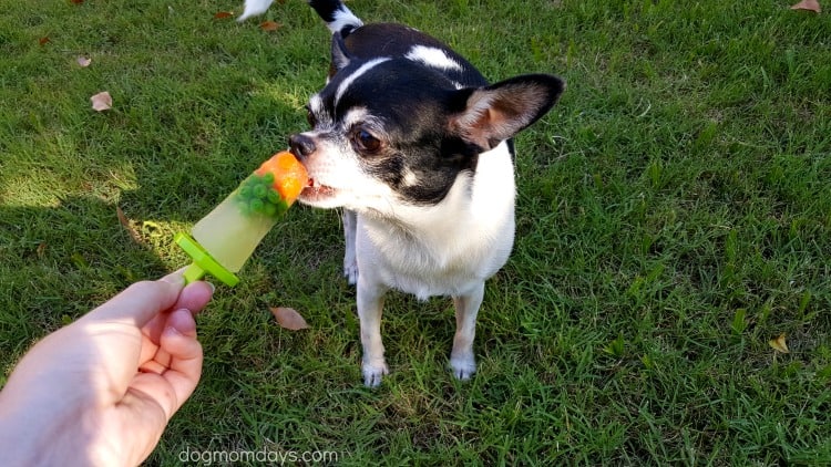 frozen treats for puppies