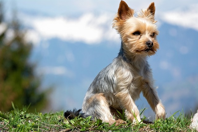 small yorkie