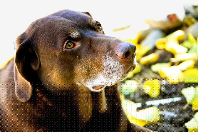 teaching dog to come when called