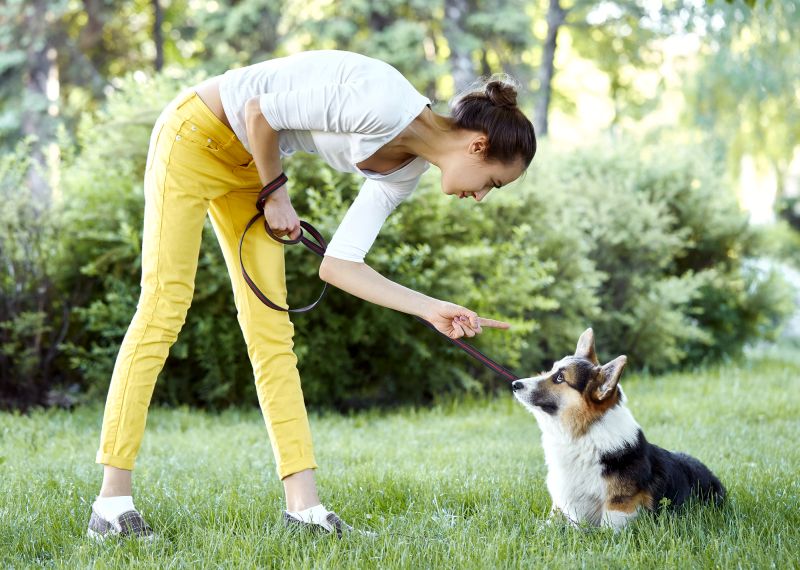 don't punish dog