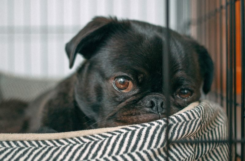 Time-outs for puppies