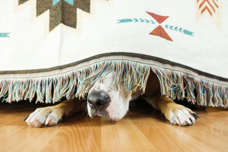 dogs can feel anxiety