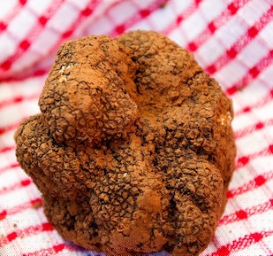 teaching dogs to find truffles