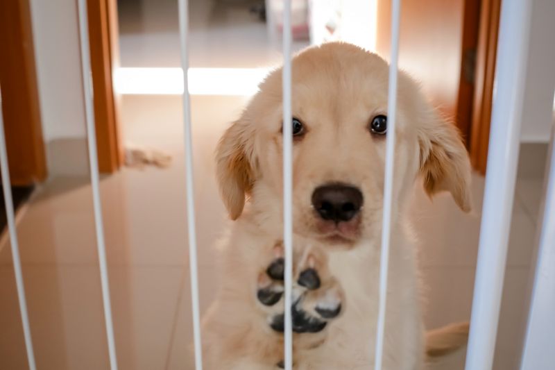 use a puppy gate to deal with biting puppy