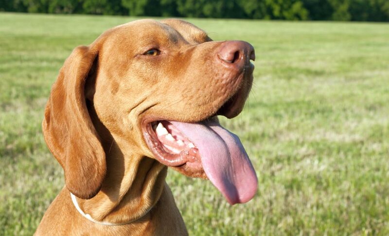 Vizsla Mixed Breeds