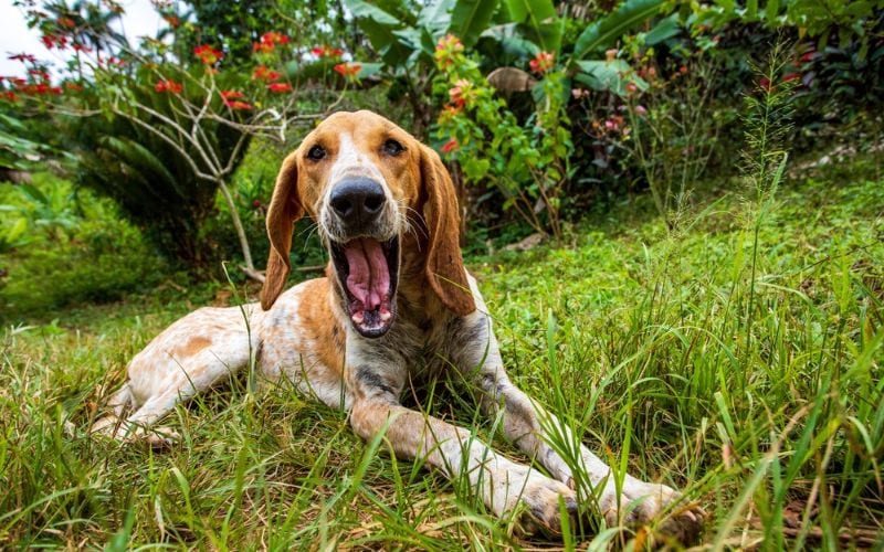 Coonhound Mixes: 9 Handsome Hound Combinations 1 Yawning english coonhound