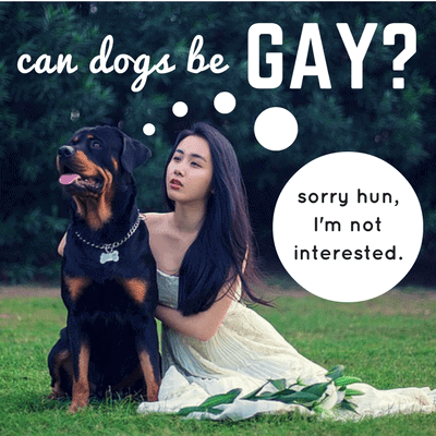 Can Dogs Be Gay? Well, Yes and No... 1 can dogs be gay