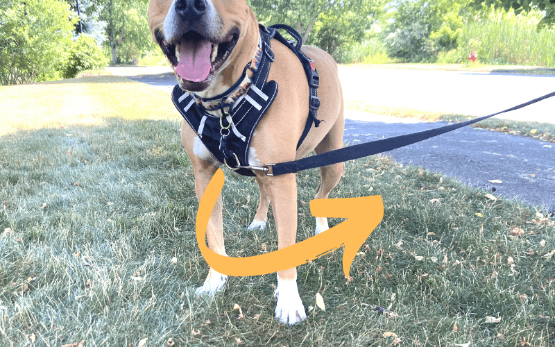 front-clip-harness